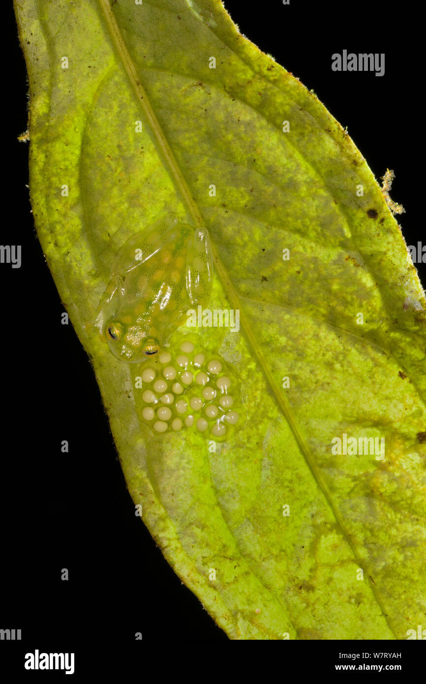 Grenouille de verre réticulé (Hyalinobatrachium valerioi) mâle garde  d'embrayage d'oeufs sur feuille, le Costa Rica Photo Stock - Alamy