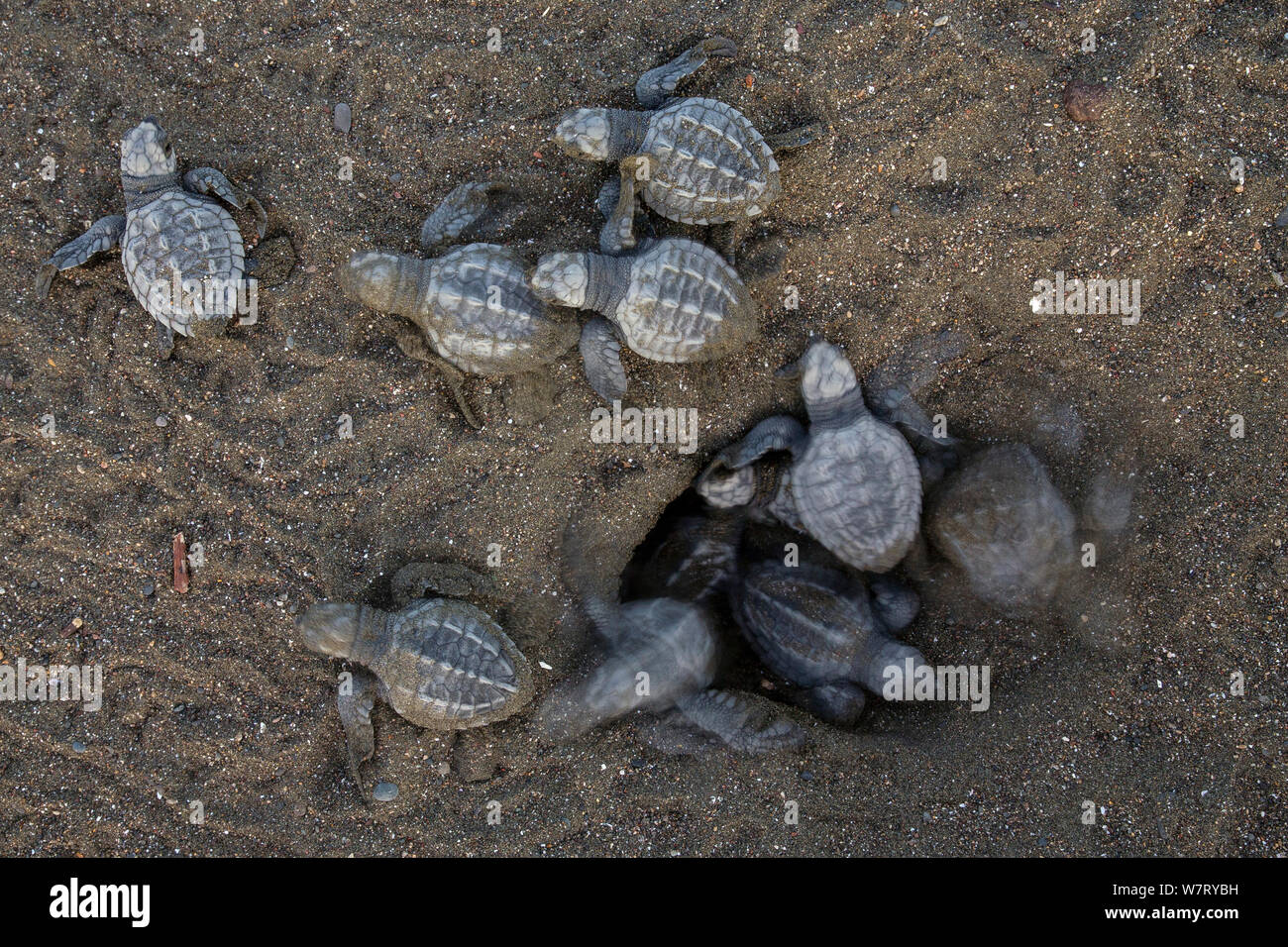 Tortues olivâtres (Lepidochelys olivacea) petites tortues qui sortent de leur nid et faire leur chemin vers la mer au lever du soleil, la côte du Pacifique, Playa Ostional, Costa Rica. Banque D'Images