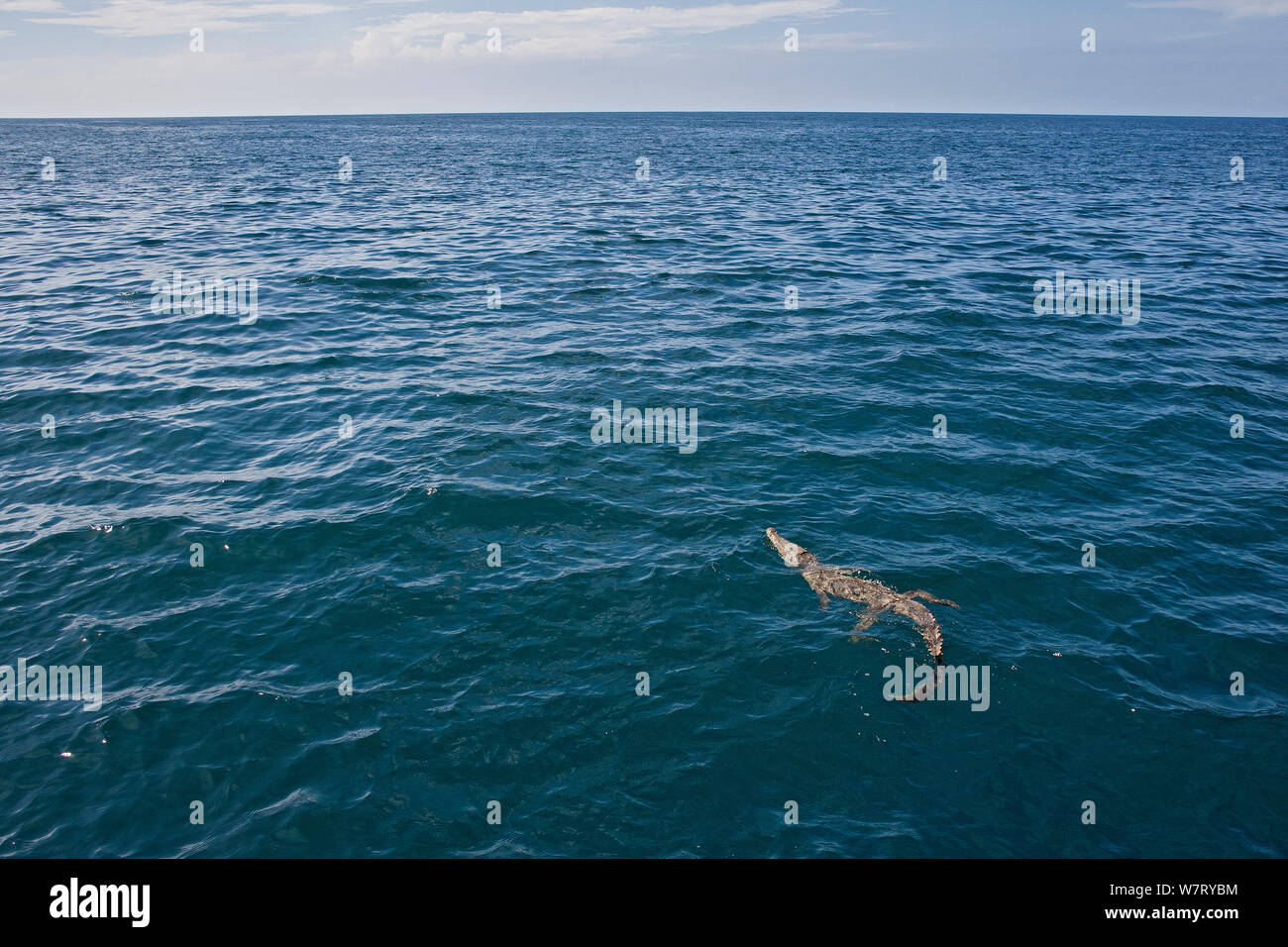 Crocodile (Crocodylus acutus) nager en plein océan, la côte du Pacifique, Playa Ostional, Costa Rica. Banque D'Images