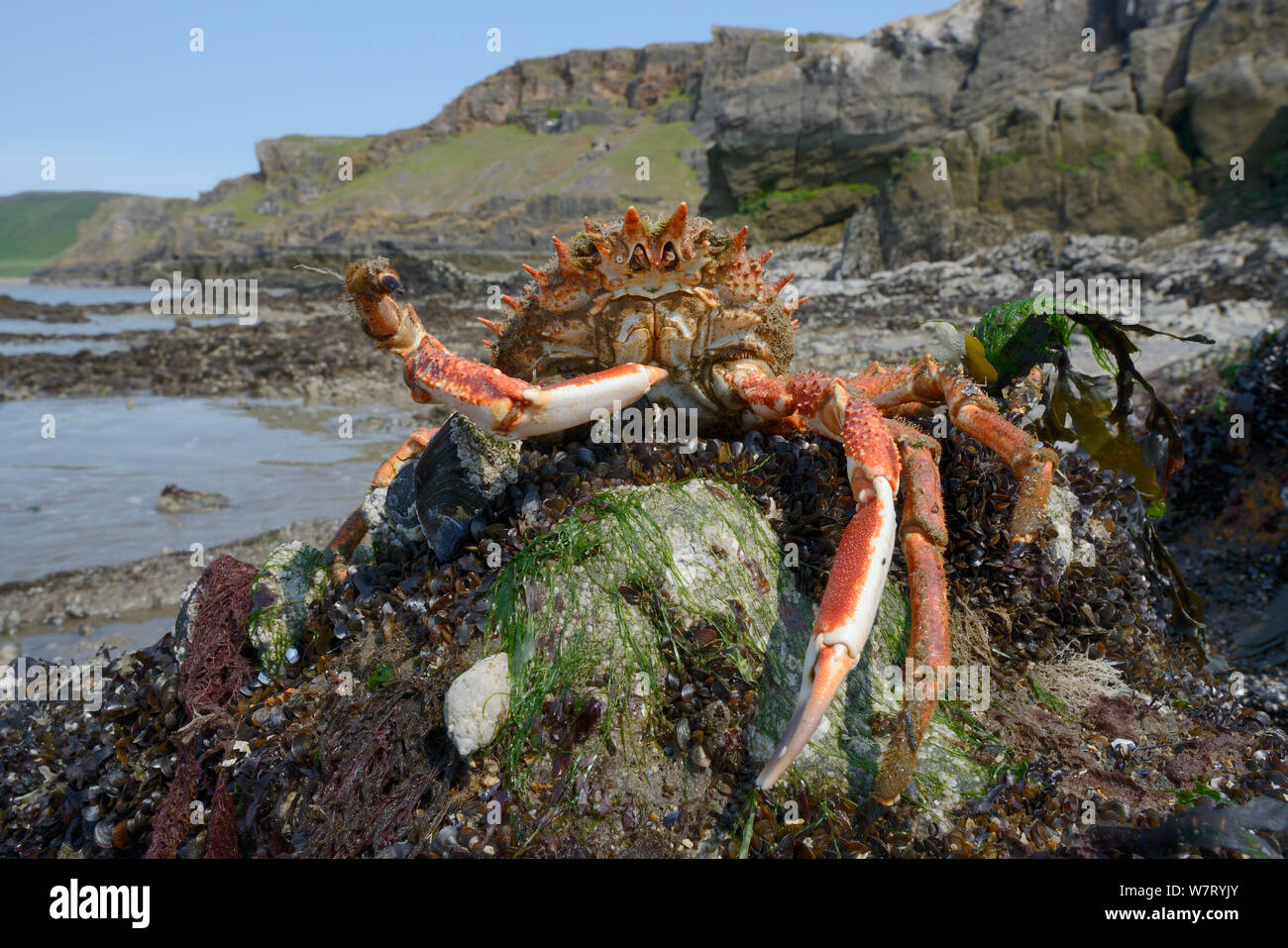 Homme araignée commune (Maja brachydactyla / Maja squinado) en position défensive exposée sur une côte rocheuse sur une marée de très faible, Rhossili, la péninsule de Gower, au Royaume-Uni, en juin. Banque D'Images