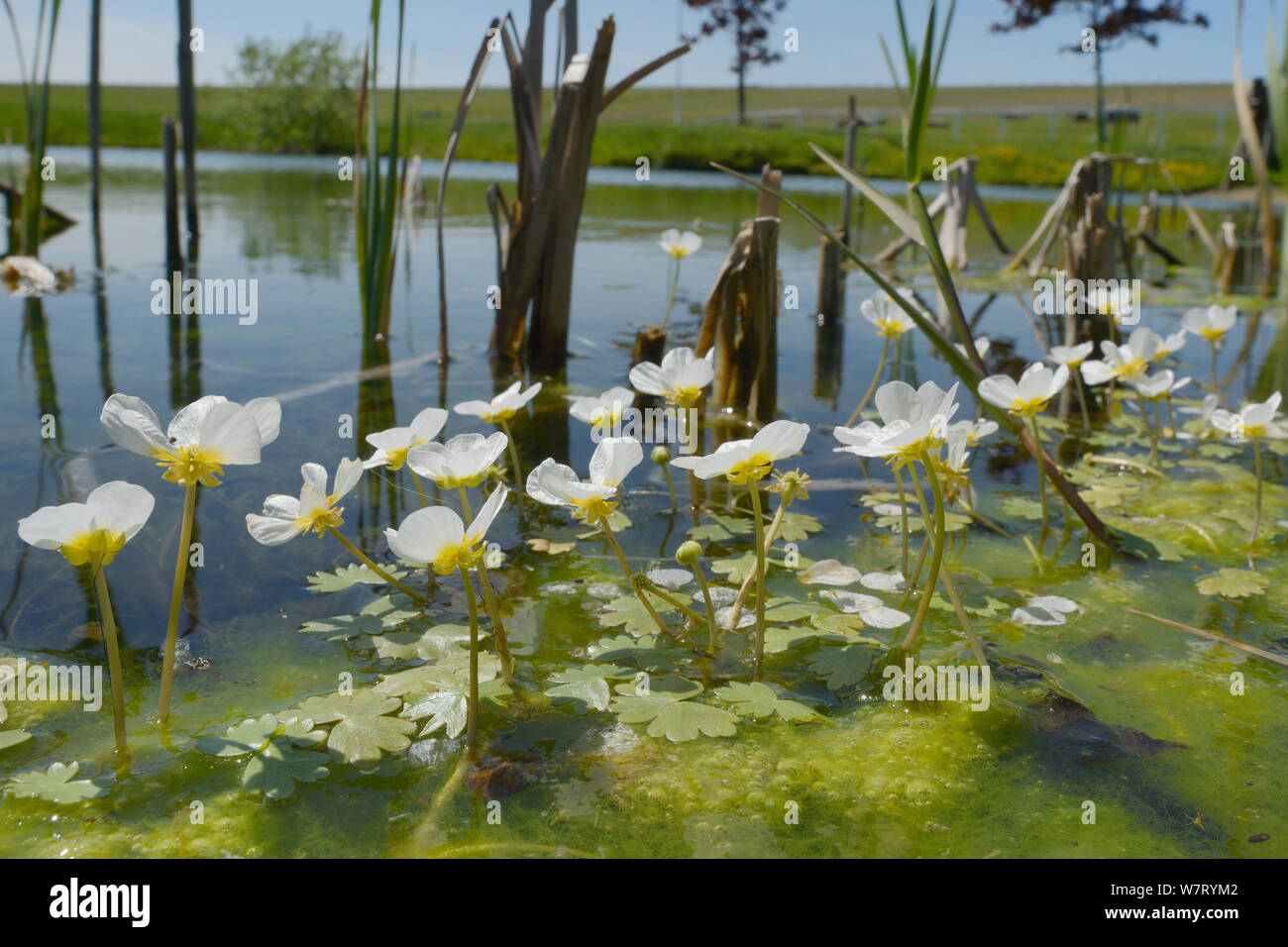 De l'eau commune-crowfoot (Ranunculus aquatilis) floraison dans un petit étang, Marlborough Downs, Wiltshire, Royaume-Uni, juin. Banque D'Images