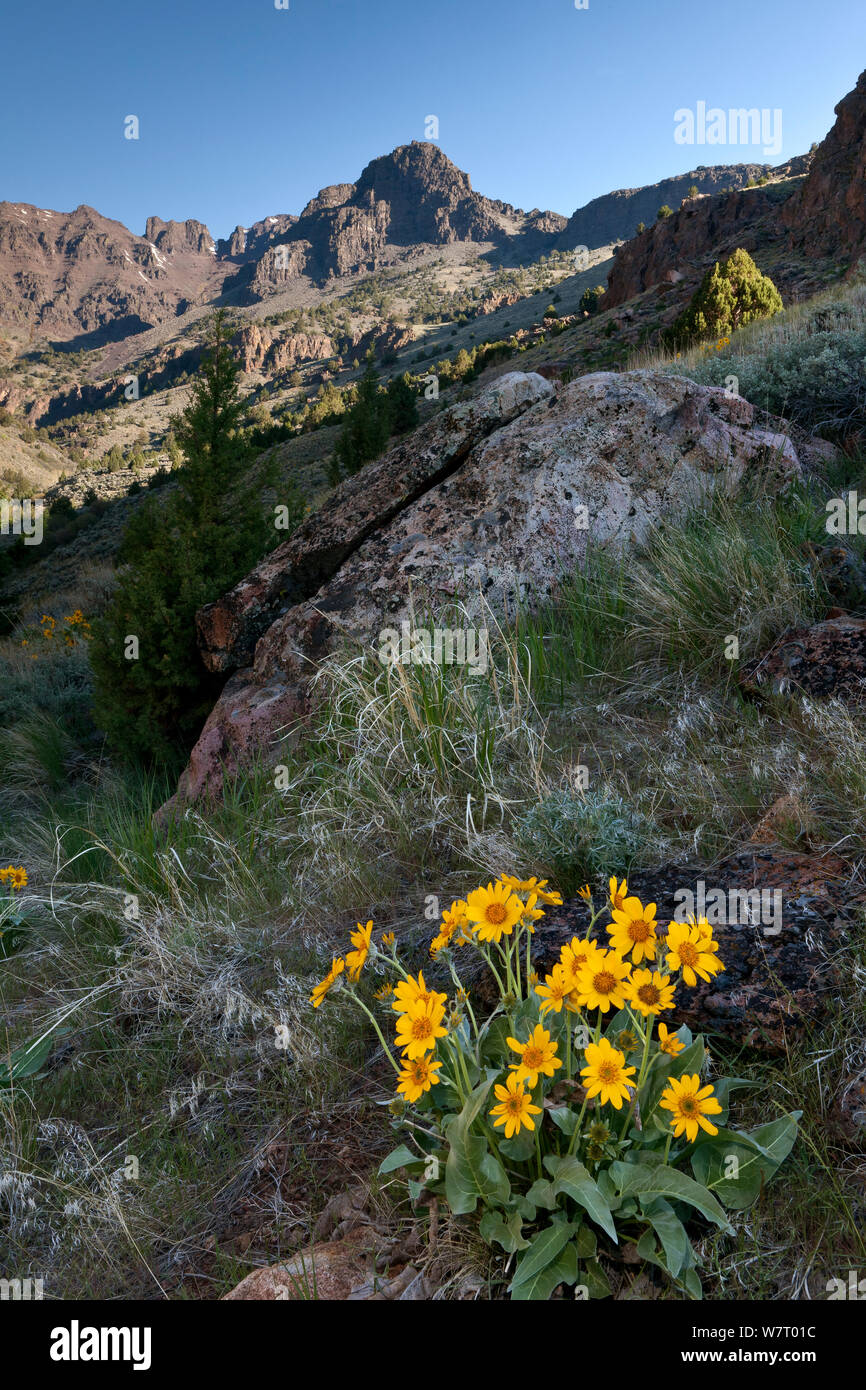 Deltoïdes (Balsamorhiza sagittata Arrowleaf) en fleur, Pike Creek Canyon dans le Steens Mountain Wilderness, Oregon, USA, Mai Banque D'Images