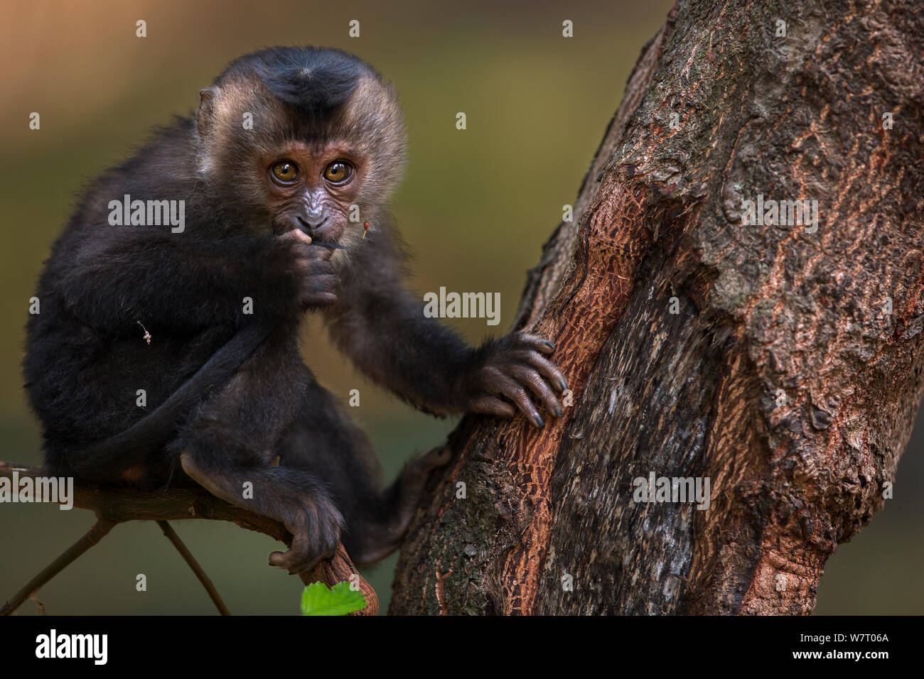 Lion-tailed macaque (Macaca silène) bébé de 6 à 12 mois portrait. La Réserve de tigres de Anamalai, Western Ghats, Tamil Nadu, Inde. Mar 2013. Banque D'Images