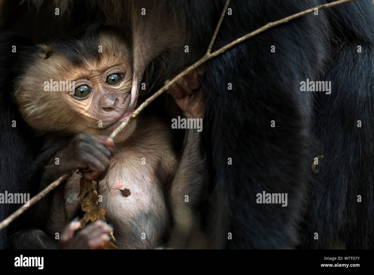 Lion-tailed macaque (Macaca silène) bébé de 6 à 12 mois en jouant avec un bâton . La Réserve de tigres de Anamalai, Western Ghats, Tamil Nadu, Inde. Mar 2013. Banque D'Images