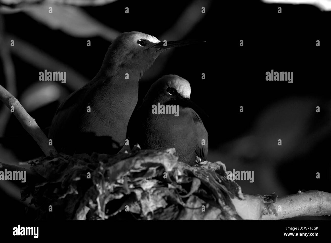 Brown noddis communs (Anous stolidus) se percher dans nid dans persoinas tree dans la nuit, l'île Heron, le sud de la Grande Barrière de Corail, Queensland, Australie. Prises avec caméra à infrarouge. Banque D'Images