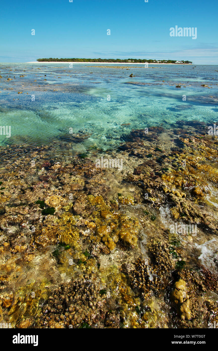 L'île Heron récif à marée basse avec des coraux, le sud de la Grande Barrière de Corail, Queensland, Australie. Banque D'Images