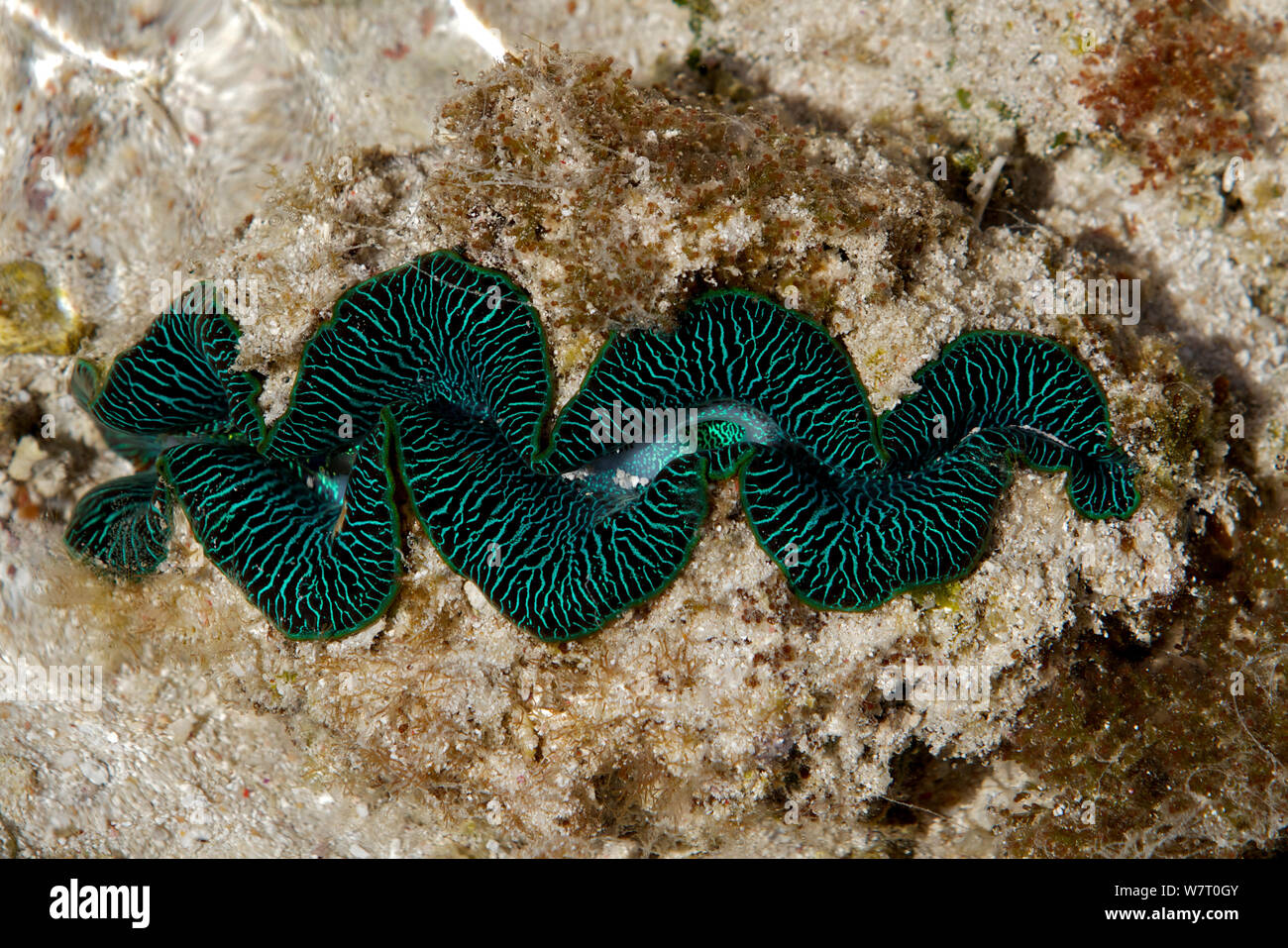 Des bénitiers (Tridacna maxima) dans rockpool sur l'île Heron, le sud de la Grande Barrière de Corail, Queensland, Australie. Banque D'Images
