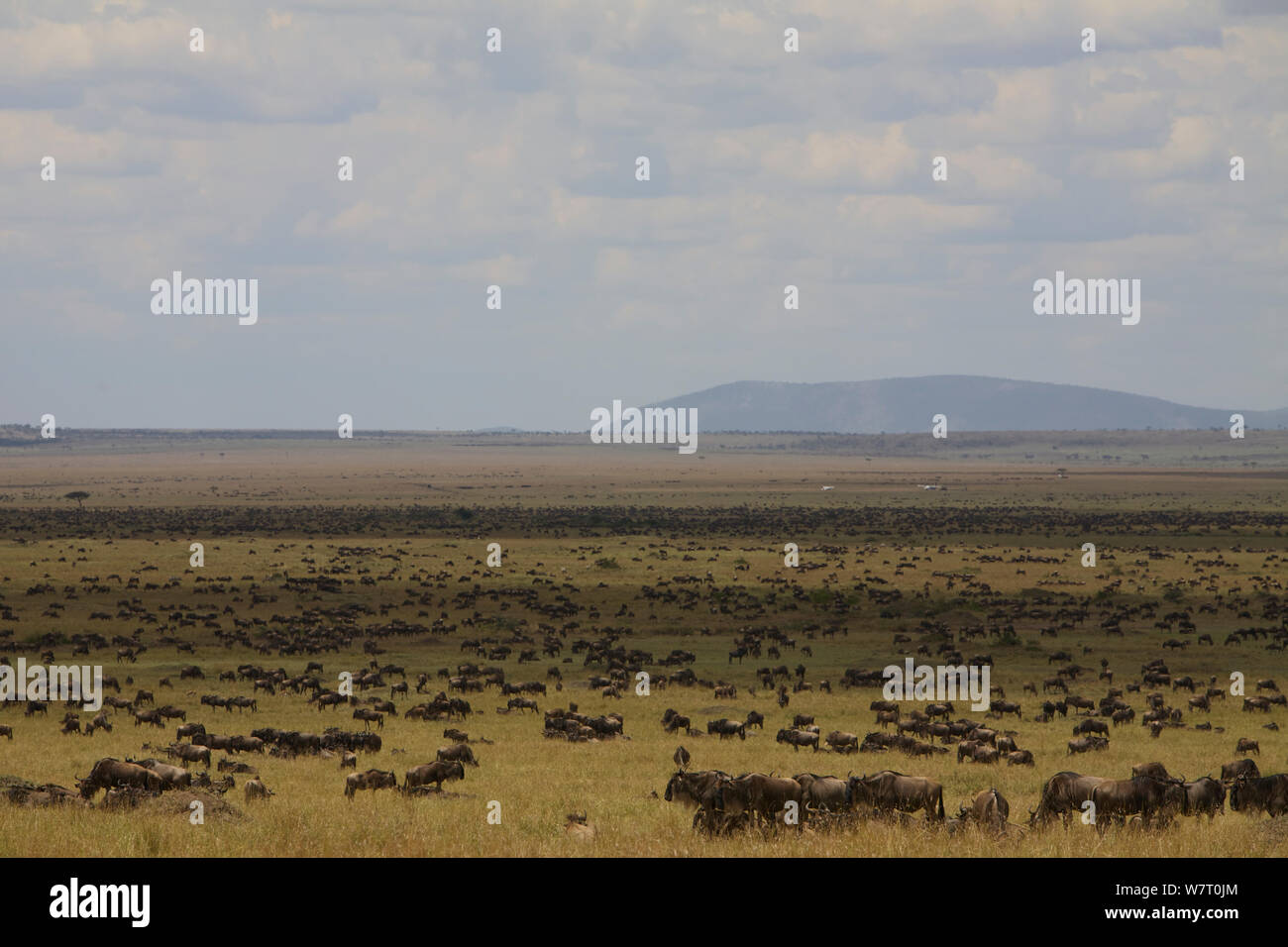 Le Gnou bleu (Connochaetes taurinus) la migration dans le Masai Mara, Kenya, Afrique. Banque D'Images