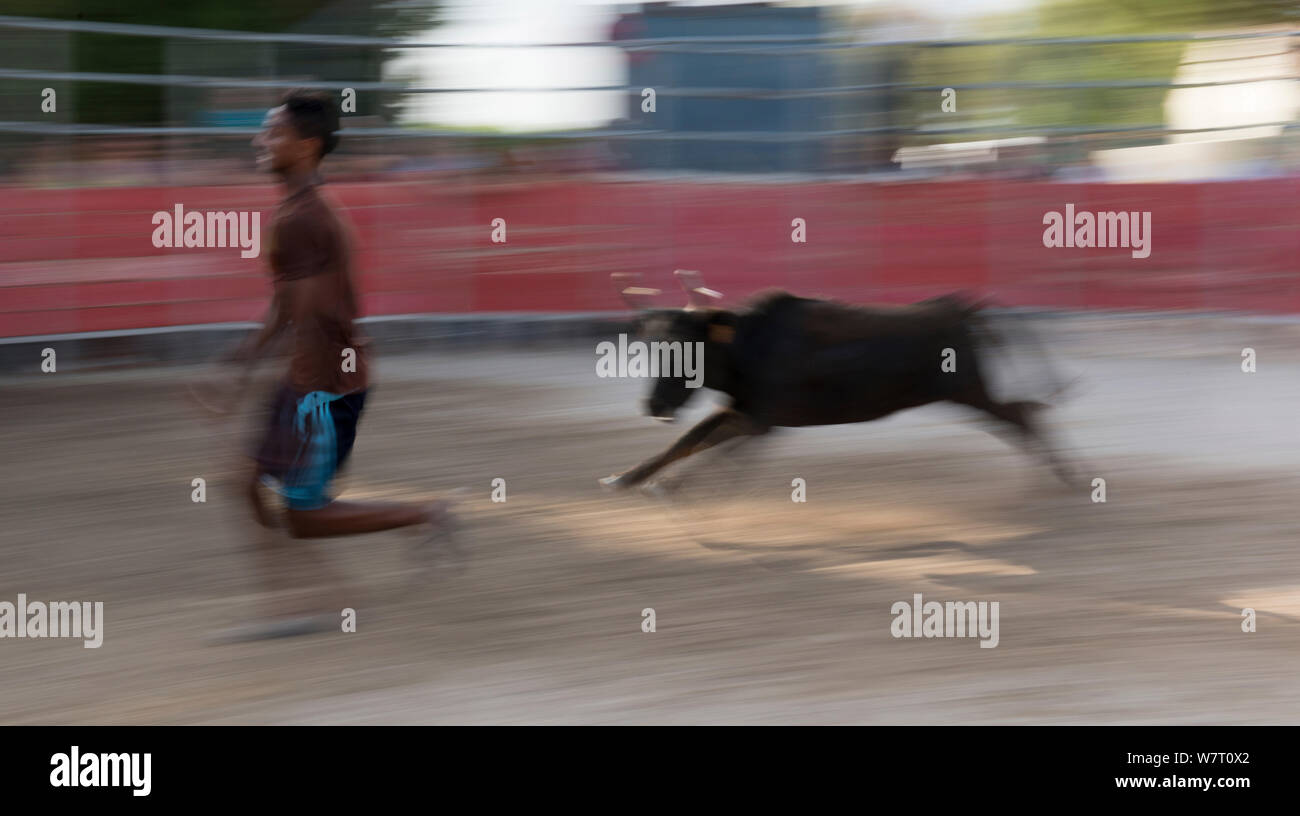 Homme qui court à partir de la Camargue vache dans le Bull Ring, Camargue, France, juillet 2012. Banque D'Images