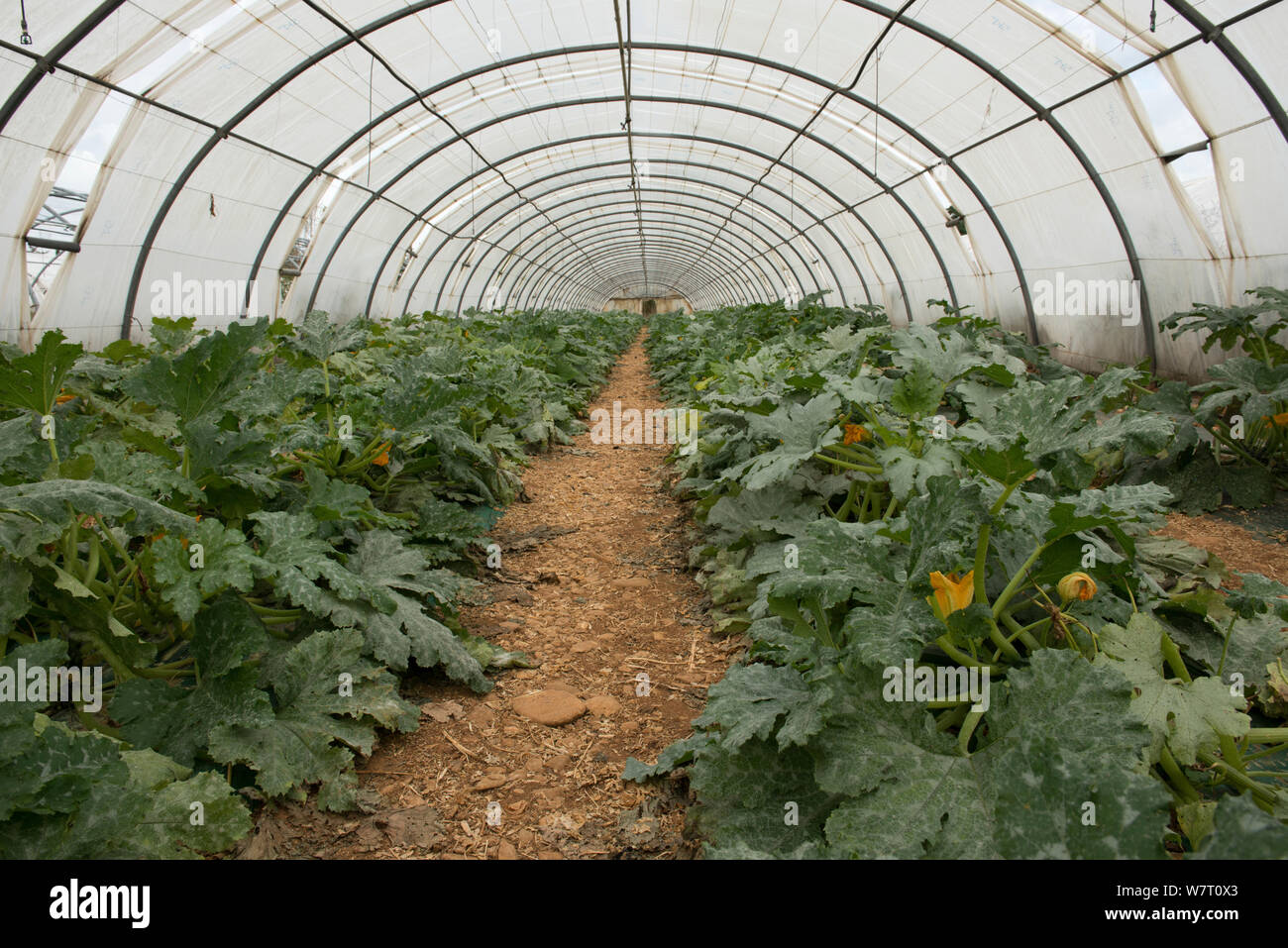 De plus en plus aux courgettes Polytunnel, Cidamos gardens, Alpilles, France, octobre 2012. Banque D'Images