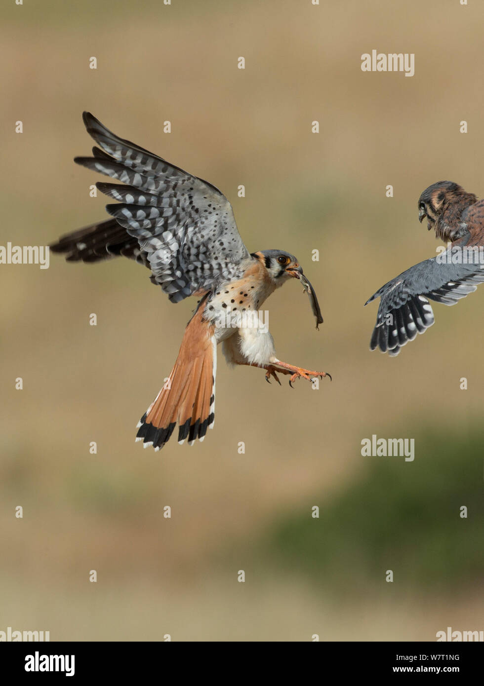 Homme crécerelle d'Amérique (Falco sparverius), à l'atterrissage à nid de proies lézard, avec un poussin penché et mendier de la nourriture, Colorado, USA, Juillet Banque D'Images