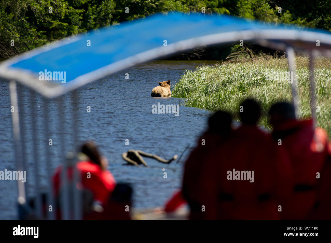 Les touristes regarder un ours brun de l'Amérique du Nord ou l'ours grizzli (Ursus arctos horribilis) nager à travers un canal d'eau, de l'observation de l'ours brun à fond plat bateau. Knight Inlet, sur la côte est, dans l'île de Vancouver, Colombie-Britannique, Canada, juillet 2012. Banque D'Images
