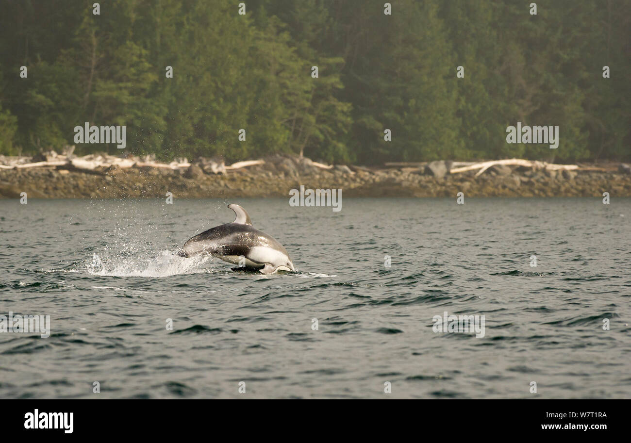 Dauphin à flancs blancs du Pacifique (Lagenorhynchus obliquidens) marsouinage, Knight Inlet, sur la côte est, British Columbia, Canada, juillet. Banque D'Images