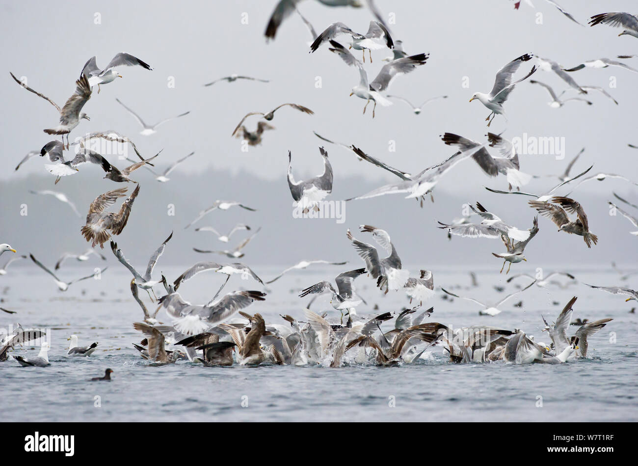 Californie goéland argenté (Larus californicus) et Mew Gull (Larus canus) prendre des poissons d'un baitball près de la surface. Le détroit de Johnstone, Côte Est, l'île de Vancouver, Colombie-Britannique, Canada, juillet. Banque D'Images