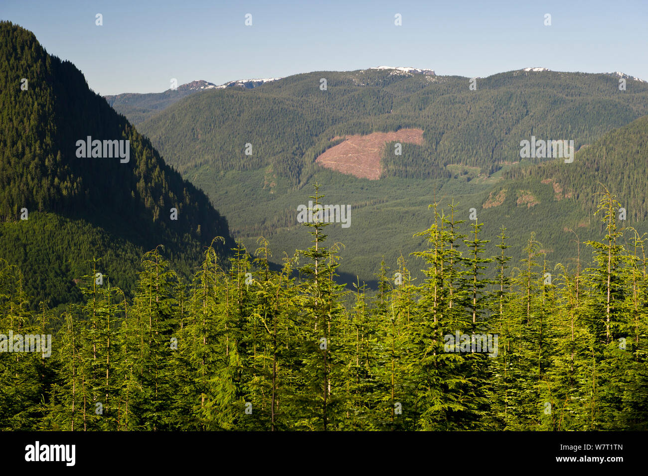 Plantation commerciale, dans les montagnes de Sayward, Côte Est, l'île de Vancouver, Colombie-Britannique, Canada, juillet 2013. Banque D'Images