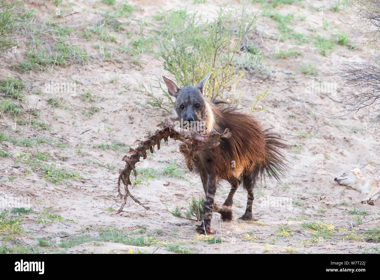 Hyène brune (Hyaena brunnea) Déroulement de la charogne de lion tuer dans sa bouche, Kgalagadi Transfrontier National Park, Northern Cape, Afrique du Sud, janvier. Banque D'Images