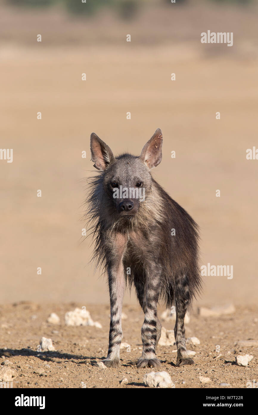 Hyène brune (Hyaena brunnea), Kgalagadi Transfrontier National Park, Northern Cape, Afrique du Sud, janvier. Banque D'Images