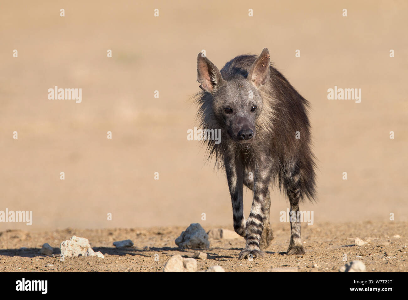 Hyène brune (Hyaena brunnea), Kgalagadi Transfrontier National Park, Northern Cape, Afrique du Sud, janvier. Banque D'Images