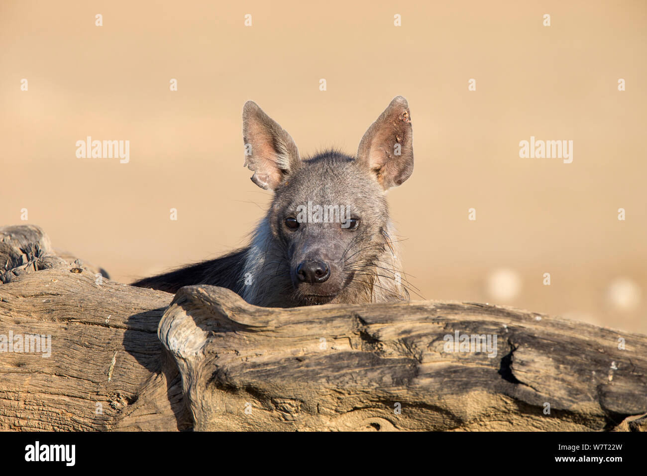 Hyène brune (Hyaena brunnea), Kgalagadi Transfrontier National Park, Northern Cape, Afrique du Sud, janvier. Banque D'Images