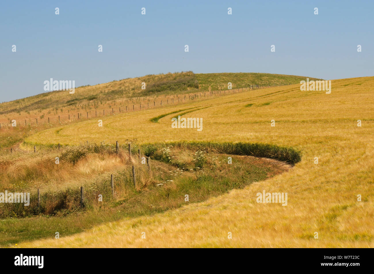 Le mûrissement de l'orge (Hordeum vulgare) récolte avec une marge en forme de S'incurver sur une colline, Wiltshire, Royaume-Uni, juillet. Banque D'Images