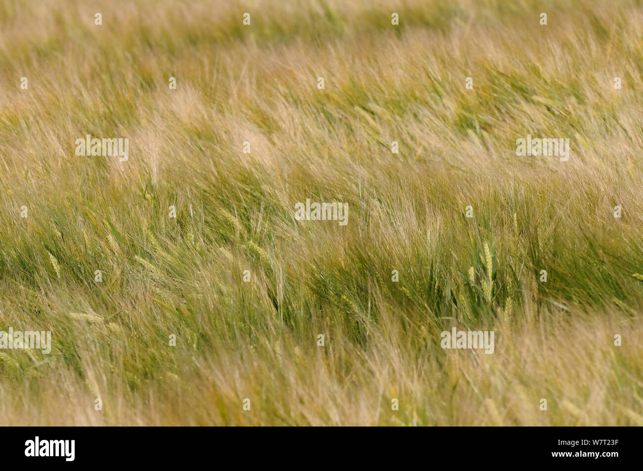 Le mûrissement de l'orge (Hordeum vulgare) culture ridée par des rafales de vent, Wiltshire, Royaume-Uni, juillet. Banque D'Images