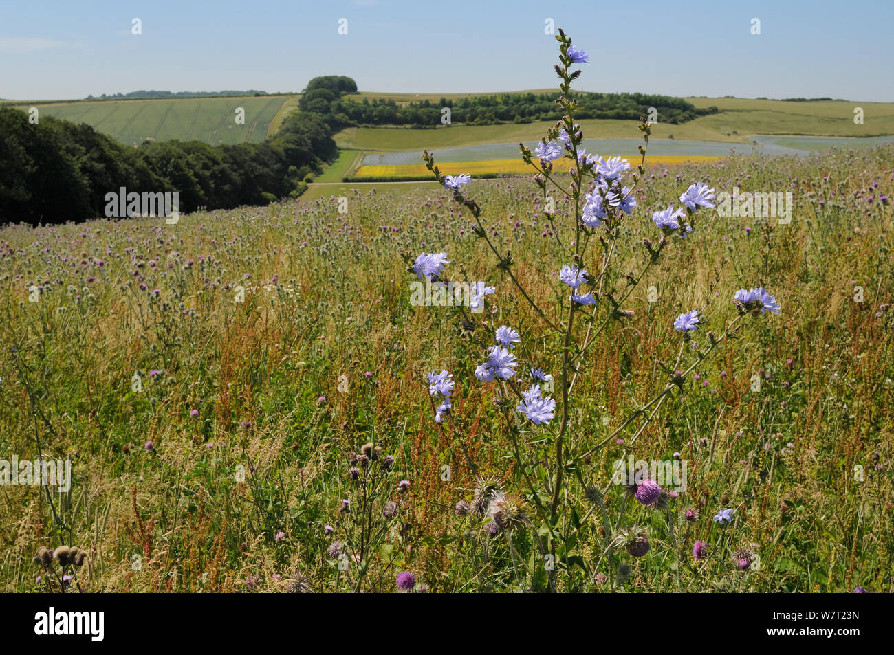 Chicorée (Cichorium intybus) floraison parmi les Hoche / Musc chardon (Carduus nutans) dans un champ en jachère avec une ceinture d'arbres et d'une plante de culture de lin (Linum usitatissimum) dans l'arrière-plan, Marlborough Downs terres agricoles, Wiltshire, Royaume-Uni, juillet. Banque D'Images