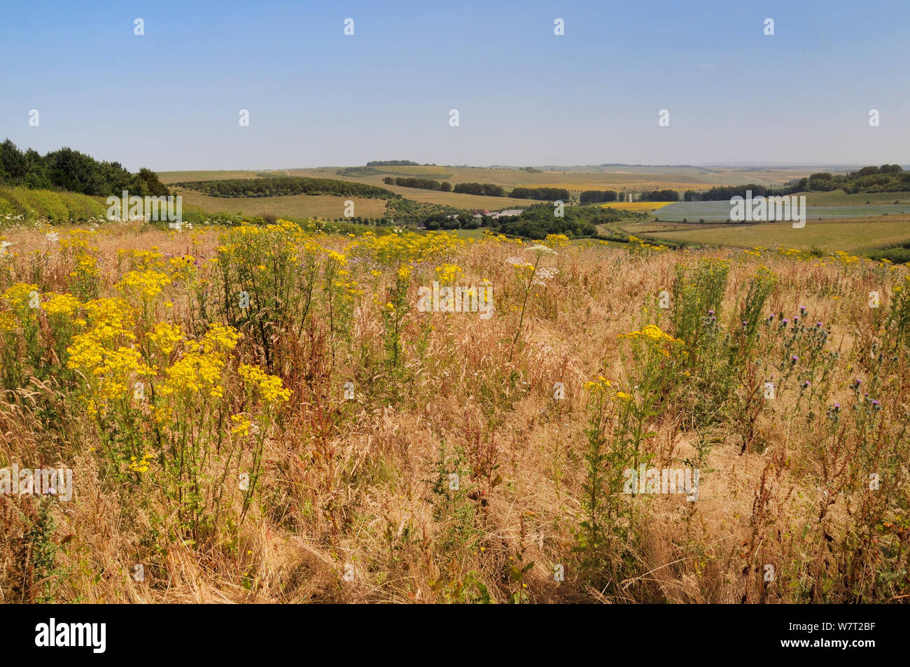 Champ en jachère avec floraison séneçon commun (jacobaea vulgaris), la berce du Caucase (Heracleum sphondylium) et la lance de chardons des champs (Cirsium vulgare) avec mélange de pâturages, cultures arables, les ceintures d'arbres et la Ridgeway en arrière-plan, Marlborough Downs, Wiltshire, Royaume-Uni, juillet. Banque D'Images