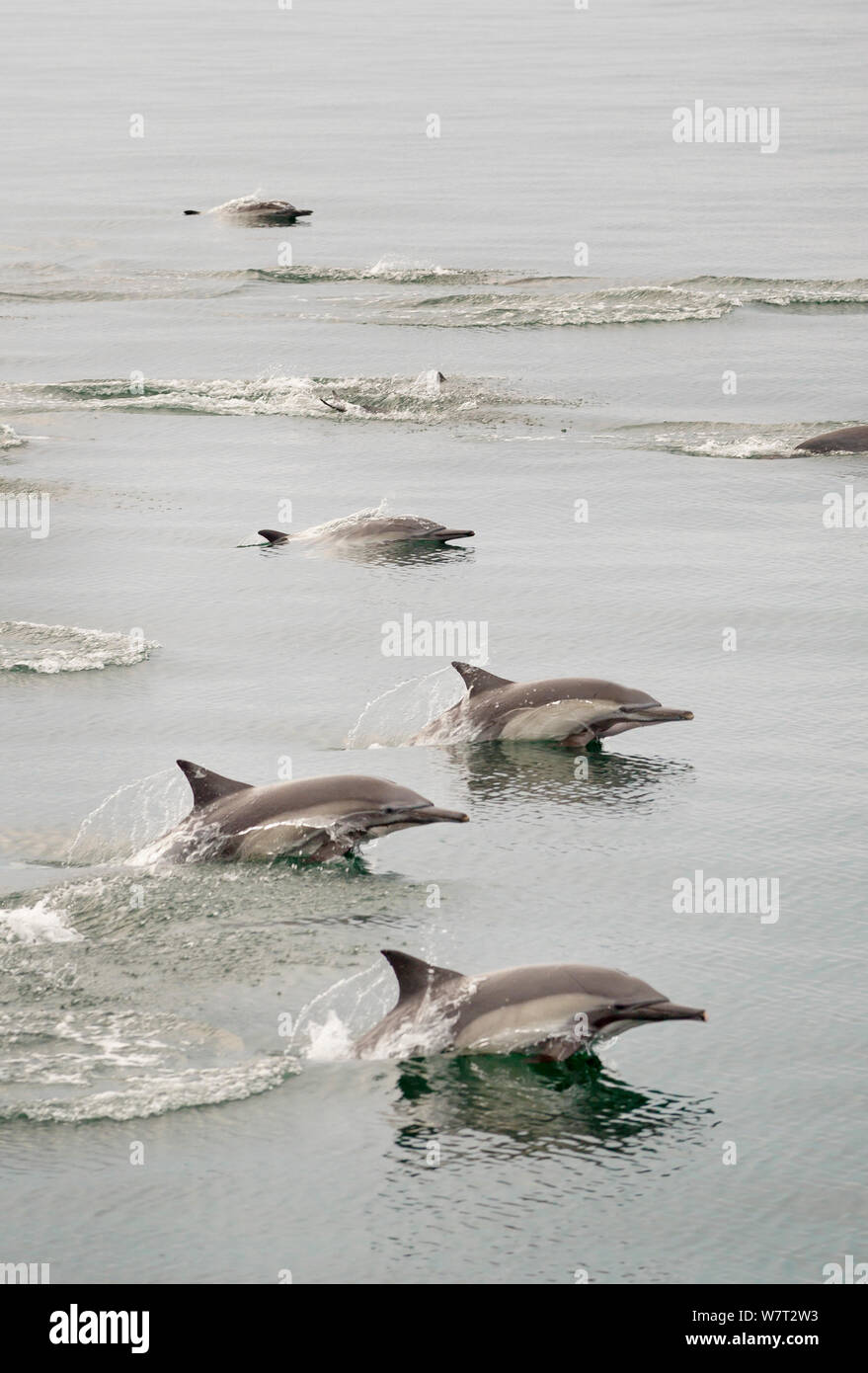 Les Dauphins communs (Delphinus delphis) natation / près de Isla de tangage Animas, Mer de Cortez, Baja Sur, au Mexique. Banque D'Images