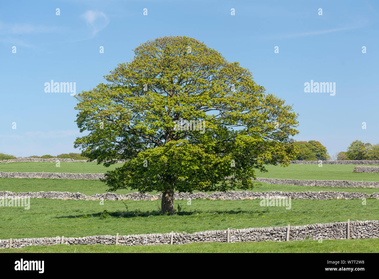 Sycomore (Acer pseudoplatanus) et murs en pierre sèche, près de Monyash, Derbyshire, Angleterre, Royaume-Uni, mai 2013. Banque D'Images
