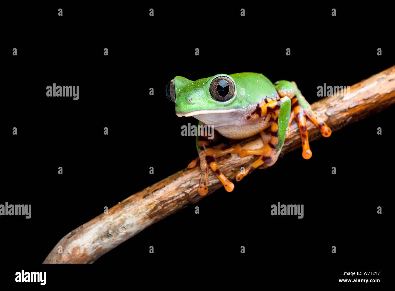 La grenouille Phyllomedusa tomopterna (feuilles) de l'Amérique du Sud. Banque D'Images