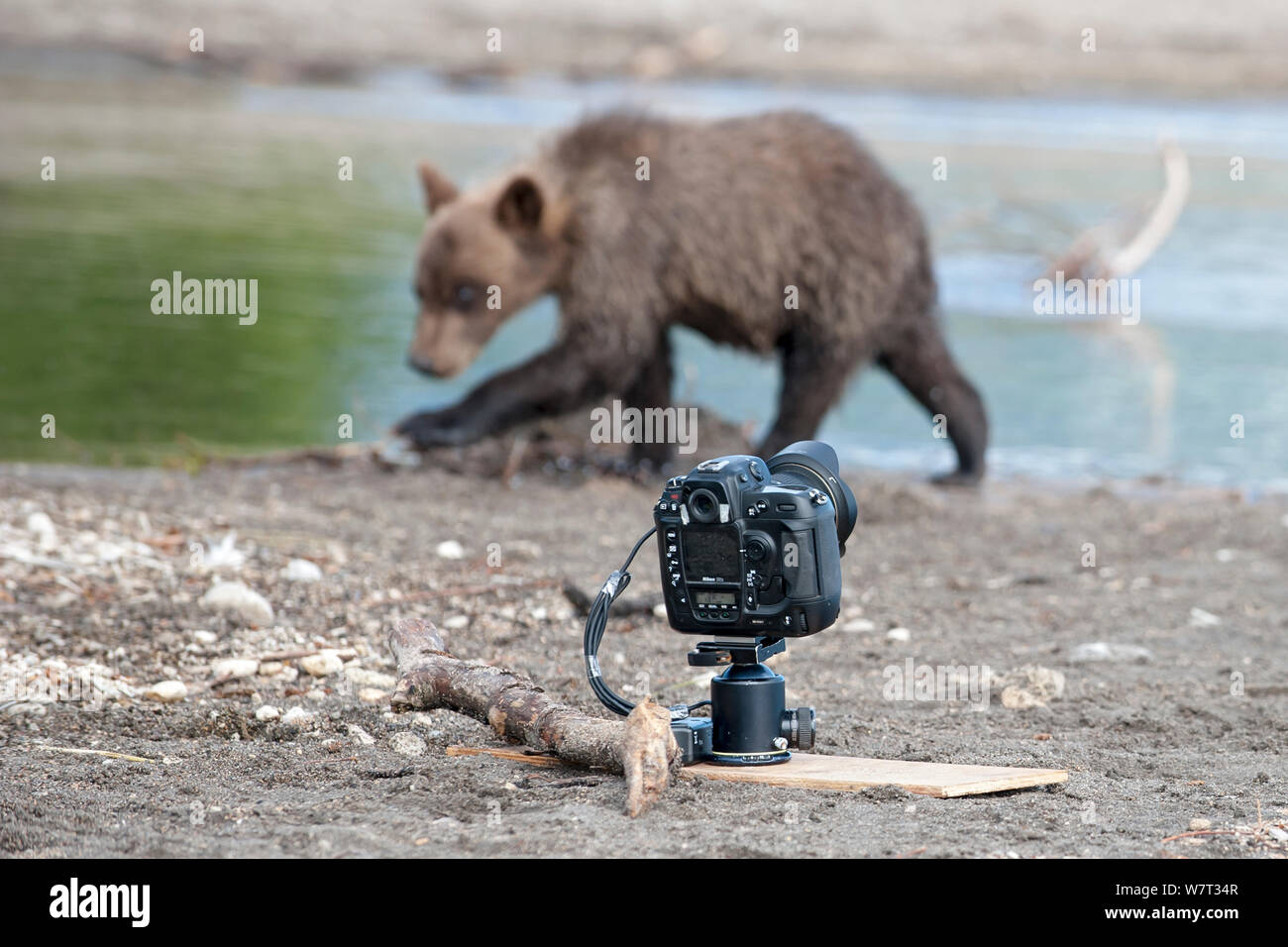 Kamchatka (ours brun Ursus arctos beringianus) avec télécommande caméra réglée, le Kamchatka, l'Extrême-Orient de la Russie, en août. Banque D'Images