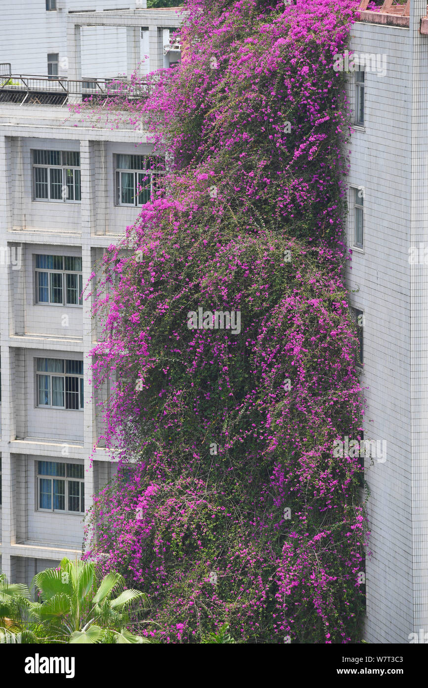 24-year-old grand bougainvillier est en pleine fleur avec une hauteur de 30  mètres pour former une cascade spectaculaire 'fleur' penchées sur un  bâtiment d'enseignement Photo Stock - Alamy