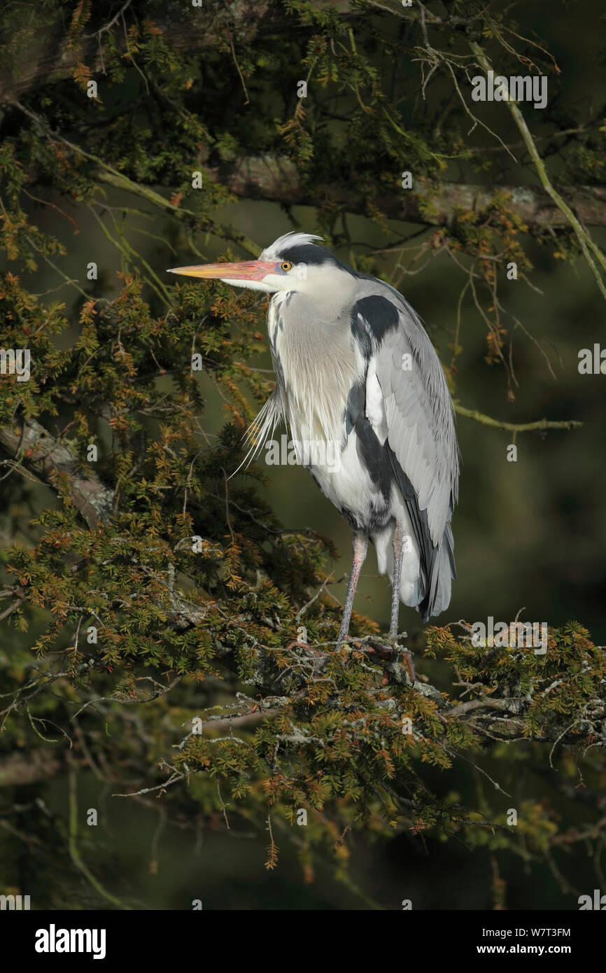 Héron cendré (Ardea cinerea) en arbre, Bromley, Kent, Angleterre, Royaume-Uni. Février. Banque D'Images