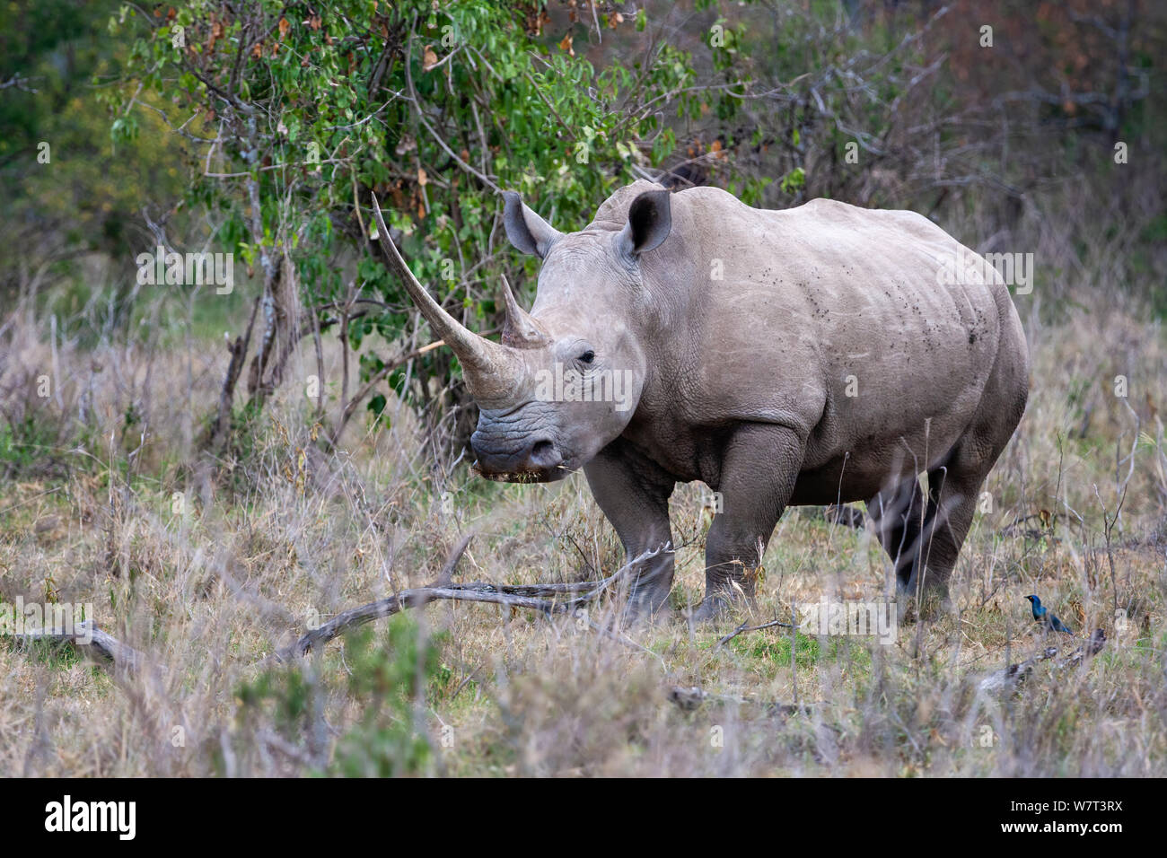 Carré blanc ou-lipped rhinoceros (Ceratotherium simum) mâle, le pâturage dans les savanes, le lac Nakuru, Kenya Banque D'Images