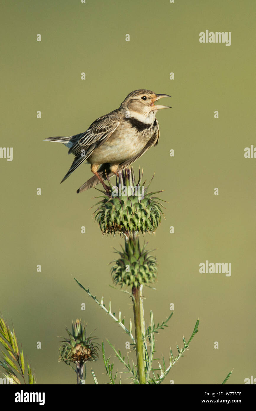 Calandre (Melanocorypha calandra) perché sur un chardon de chanter, Castro Verde, Alentejo, Portugal, Avril Banque D'Images