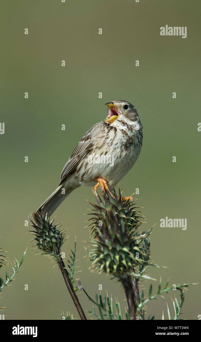 Bruant Proyer (Emberiza calandra) perché sur un chardon, chef de chant, de Castro Verde, Alentejo, Portugal, avril. Banque D'Images Bruant Proyer (Emberiza calandra) perché sur un chardon, chef de chant, de Castro Verde, Alentejo, Portugal, avril. Banque D'Images