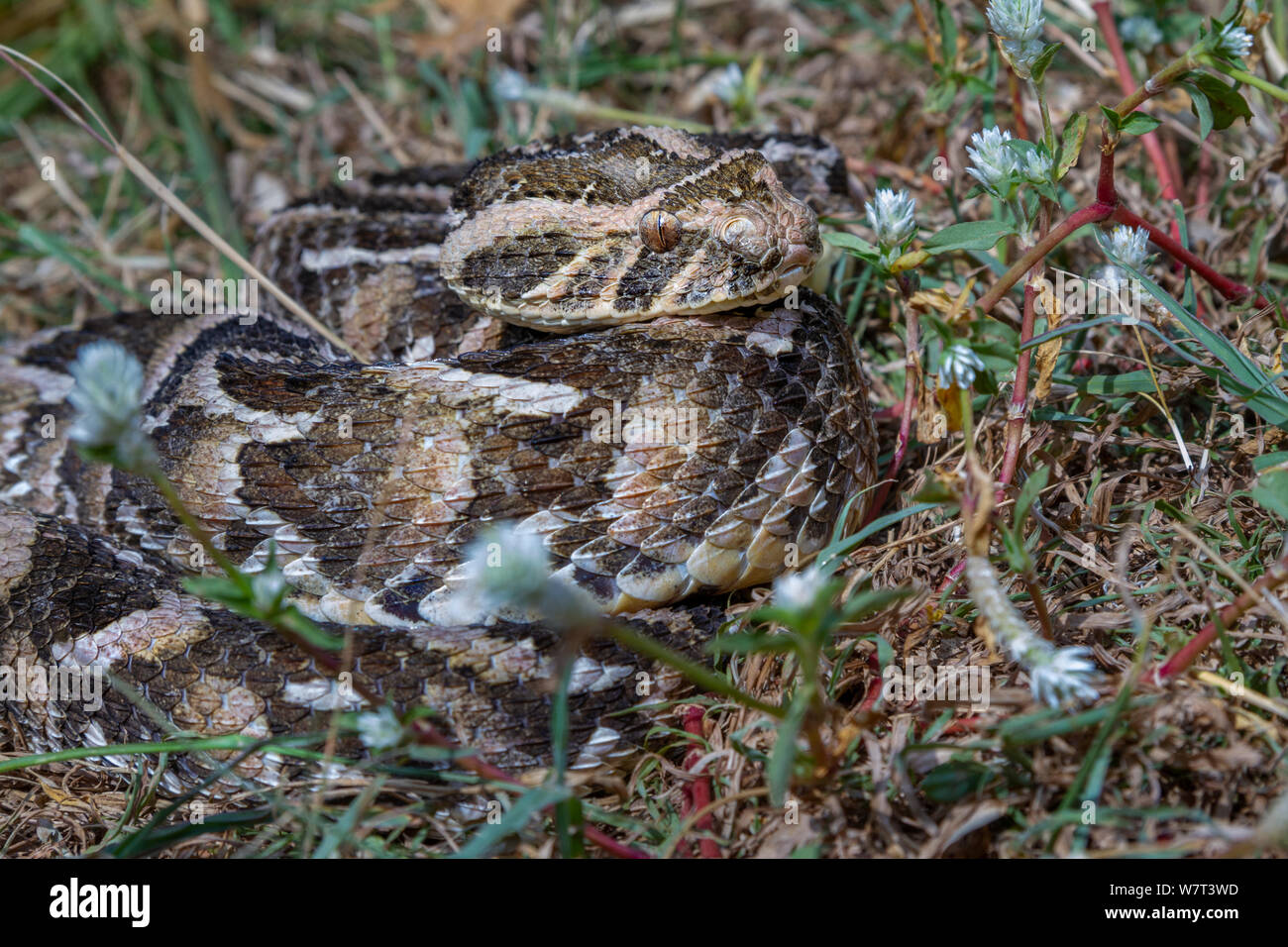Puff Adder (Bitis arietans) camouflé dans la savane, au centre du Kenya. Banque D'Images