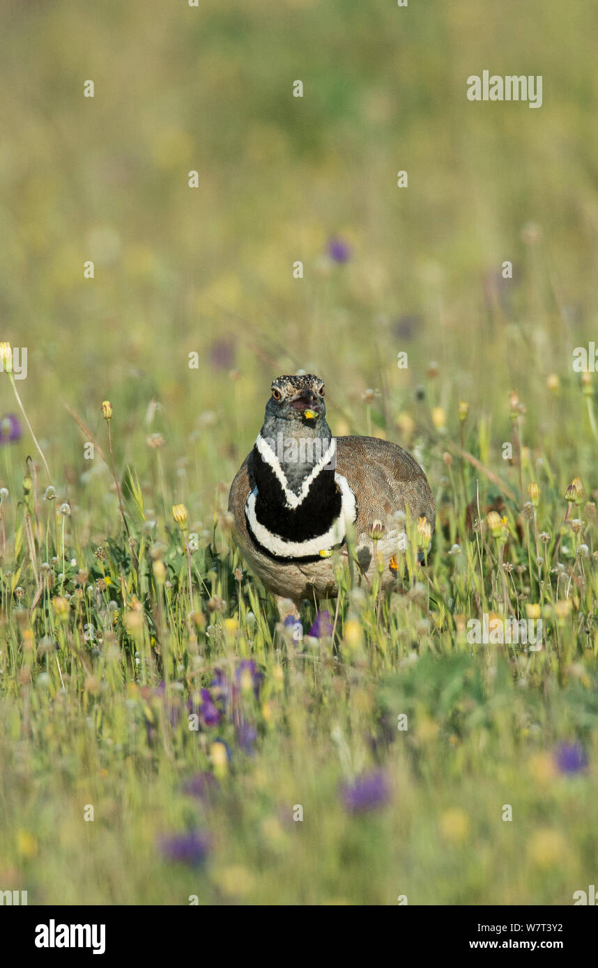 Peu d'hommes outarde (Tetrax tetrax) se nourrissant de fleurs dans un pré, Castro Verde, Alentejo, Portugal, avril. Banque D'Images Peu d'hommes outarde (Tetrax tetrax) se nourrissant de fleurs dans un pré, Castro Verde, Alentejo, Portugal, avril. Banque D'Images
