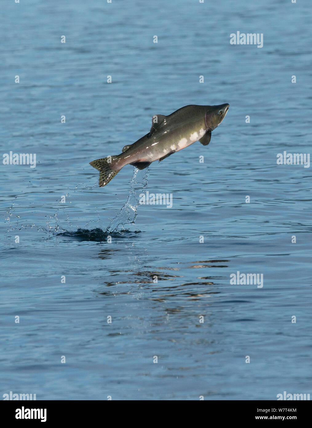 Le saumon rose (Oncorhynchus gorbuscha), l'Alaska, août. Banque D'Images