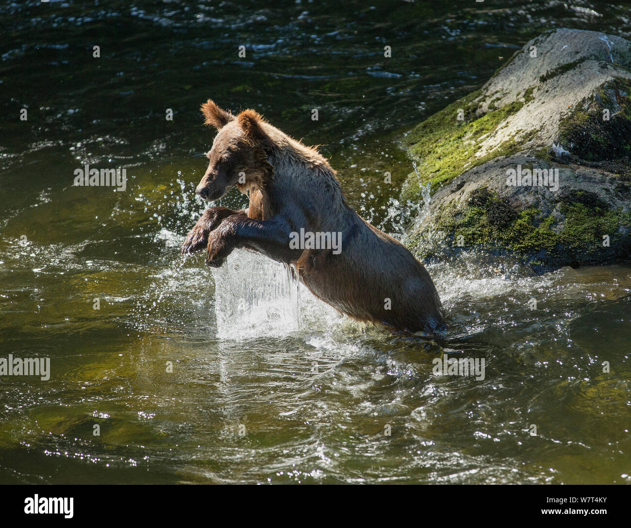 Les jeunes ours brun (Ursus arctos) se précipitant pour un poisson à Anan Creek de la forêt nationale de Tongass, Alaska, juillet. Banque D'Images