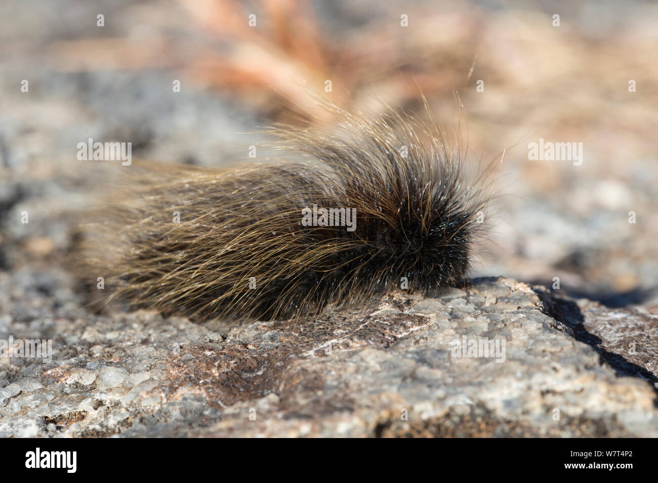 Caterpillar Porcupine (ordre des Lépidoptères), Mundulea réserver, Otavi, Namibie, Mai Banque D'Images