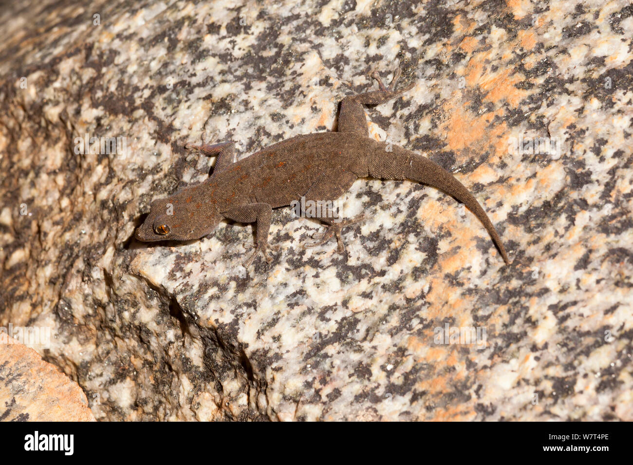 Namib Boulton's Day Gecko (boultoni Rhoptropus), Damaraland, Namibie, Mai Banque D'Images