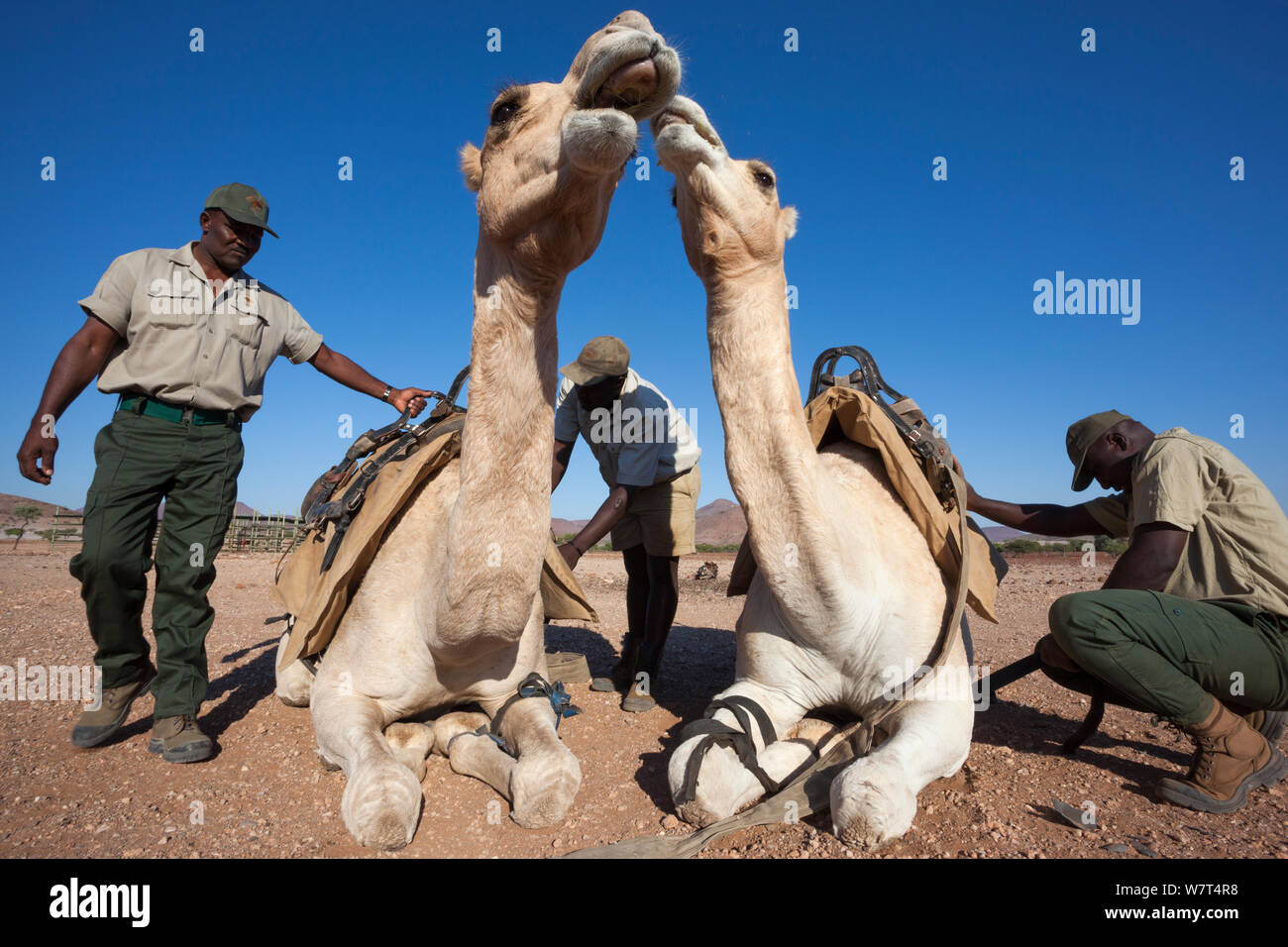 Save the Rhino Trust camp chameau membres de l'équipe de patrouille avec des chameaux, région de Kunene, Namibie, Mai 2013 Banque D'Images