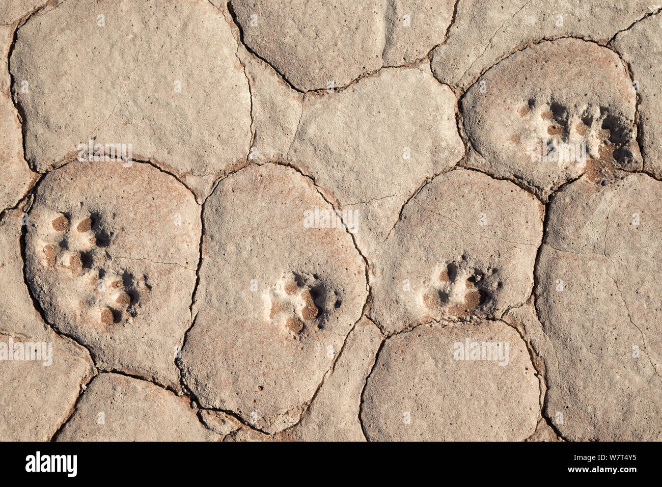 Le chacal à dos noir (Canis mesomelas) footprints, Dead Vlei, Désert du Namib, Namibie, avril Banque D'Images
