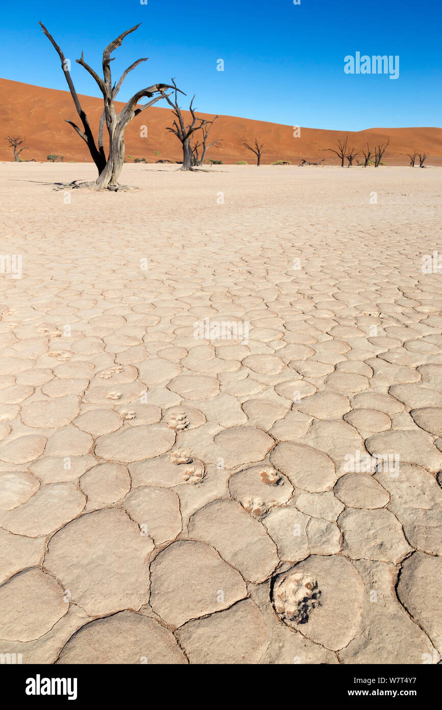 Le chacal à dos noir (Canis mesomelas) footprints, Dead Vlei, Désert du Namib, Namibie, avril Banque D'Images