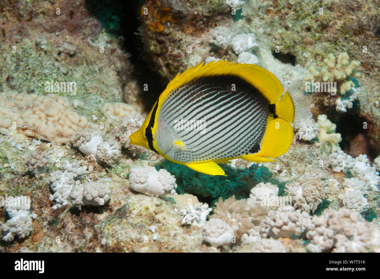 Papillons (Chaetodon melannotus Blackback) Égypte, Mer Rouge. Banque D'Images