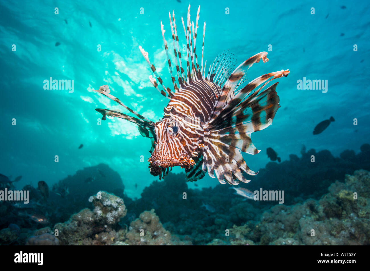Poisson-papillon commun / Devil firefish (Pterois miles) L'Égypte, Mer rouge, espèce endémique. Banque D'Images