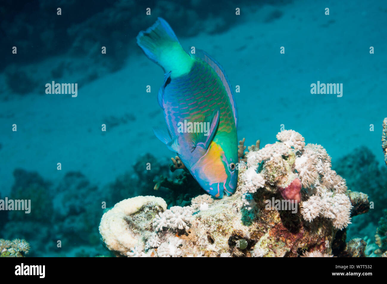 / Purplestreak genazonatus Chlorurus (perroquet du Sinaï) pâturage sur la roche de corail. L'Egypte, Mer Rouge. Banque D'Images