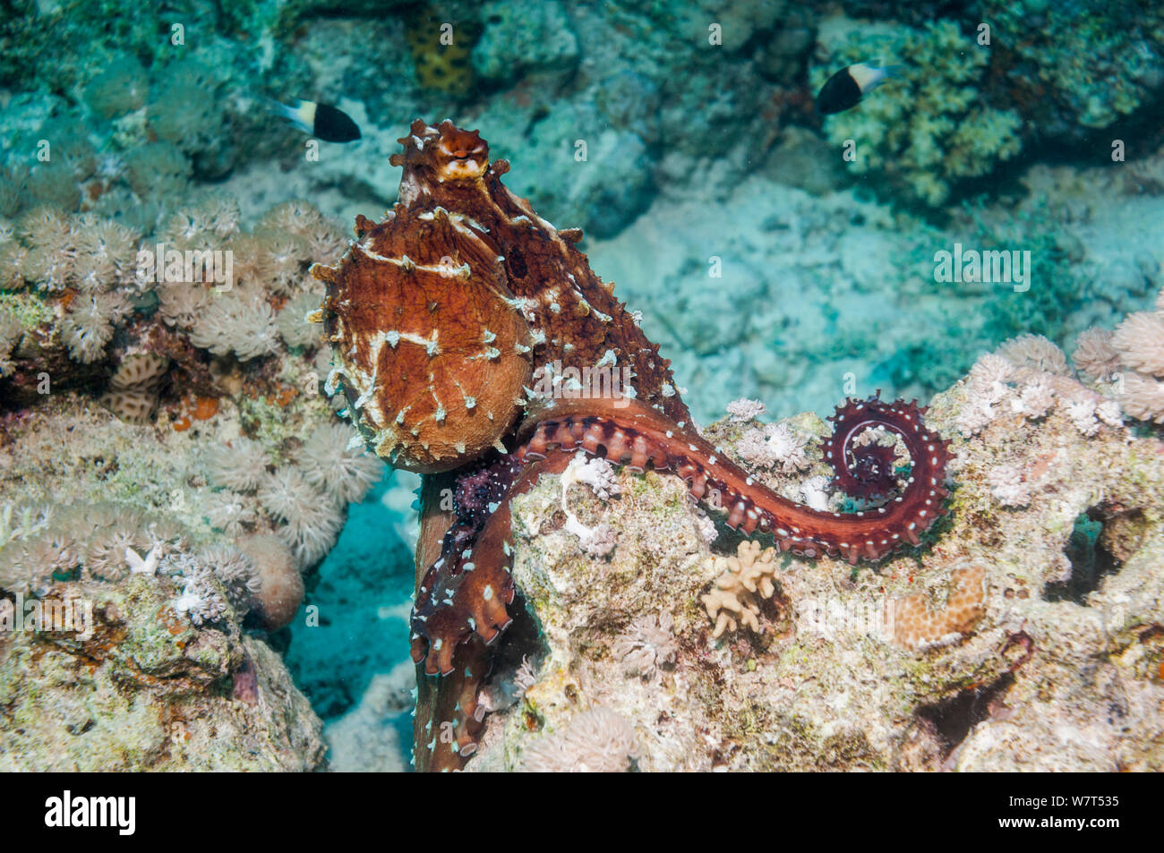 Jour poulpe (Octopus cyanea) Mer Rouge, Égypte. Banque D'Images