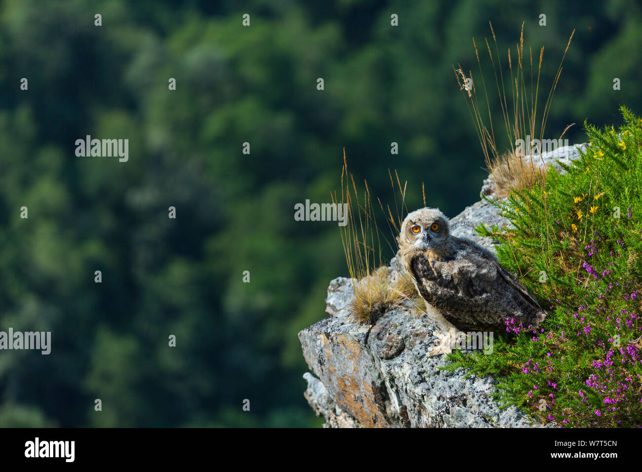 Grand owl (Bubo bubo) sur falaise, captive, parc de Cabarceno, Cantabria, Espagne, juin. Banque D'Images